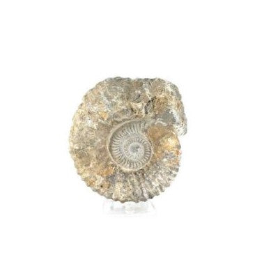Ammonite
